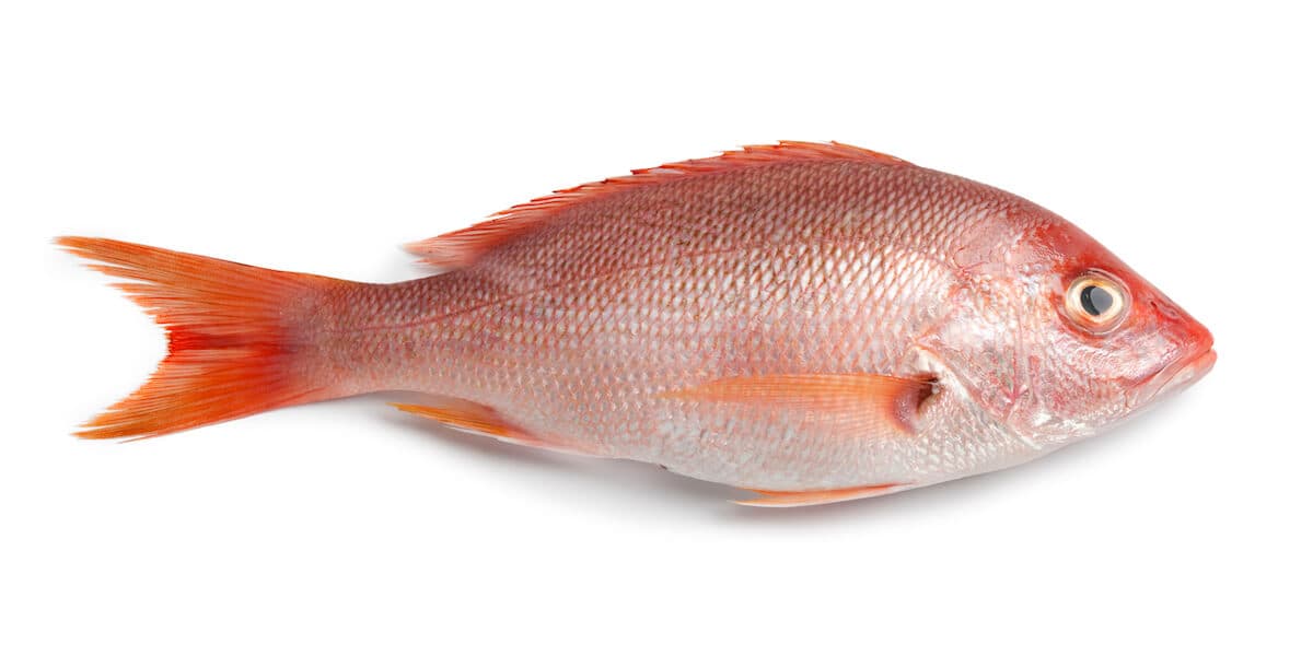 Whole fresh red snapper