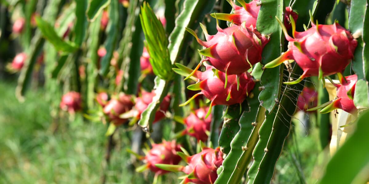 dragon-fruit-1